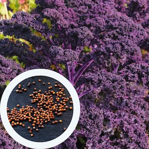 Kale Curly Purple seeds 0,5 g. (approx. 150 PCS) Leaf Cabbage | Brassica Oleracea | | vegetable seeds | culinary plant seeds | organic seeds