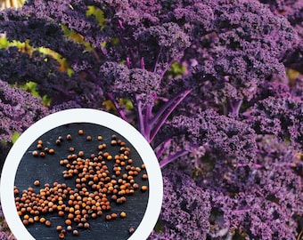 Kale Curly Purple Samen 0,5 g. (ca. 150 Stück) Blattkohl | Brassica Oleracea | | Gemüsesamen | Küchenpflanze Samen | biologischen Samen