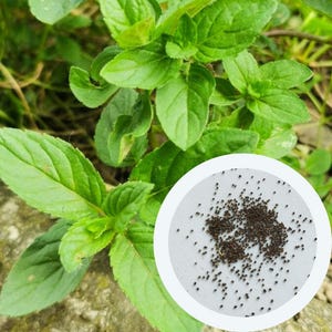 Peppermint Mojito seeds 0,1 g. (approx. 1000 PCS) Mentha Puperita Spearmint Seeds | Mint Seeds | culinary & medicinal plant seeds