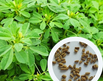 Bockshornkleesamen 1 g. (ca. 90 Stück) Trigonella foenum-graecum non GMO samen | Kräutersamen | Küchenpflanze Samen | biologischen Samen