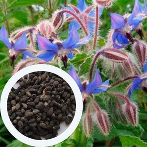 Borage Borago officinalis seeds 1 g. (approx. 20 PCS) starflower | herb seeds | non GMO seeds | organic seeds