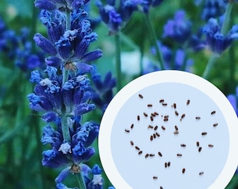Lavendel Sineva frön 0,1 g. (ca 100 st) Lavandula Angustifolia Engelsk lavendel | Vanlig lavendel | Äkta lavendel | Trädgårdslavel