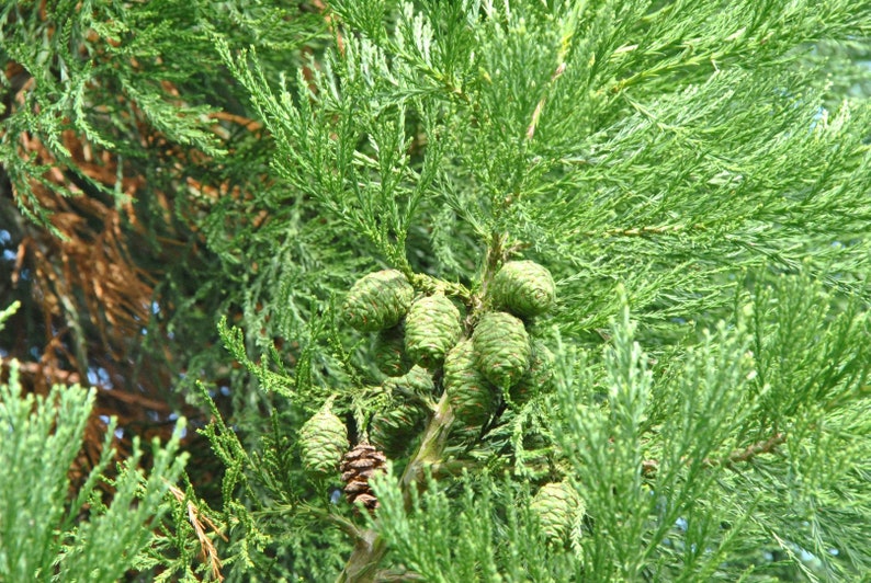 Mammoetboom 50 zaden Sequoiadendron giganteum Sierra redwood Wellingtonia biologische zaden afbeelding 5
