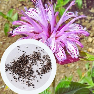 Monarda bradburiana seeds 0,01 g. (approx. 70 PCS) Eastern Beebalm | Bradbury&#39;s Beebalm | herb seeds | culinary & medicinal plant seeds