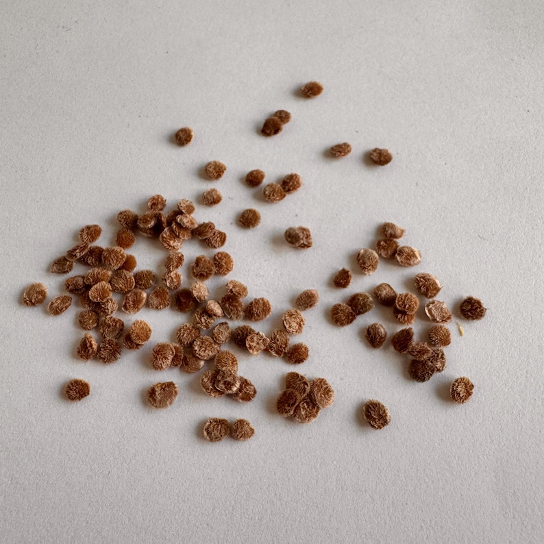 K&ouml;nnte beinhalten: Nahaufnahme eines Haufens kleiner, brauner, runder Samen auf einer wei&szlig;en Oberfl&auml;che.