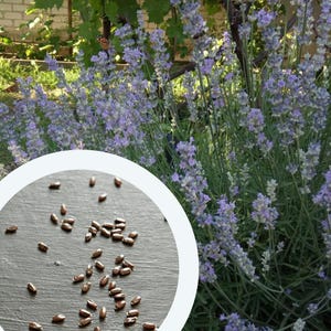 Lavendelsamen 0,1 g. (ca. 100 Stück) Lavandula Angustifolia Englischer Lavendel | Echter Lavendel | Echter Lavendel | Gartenlavendel