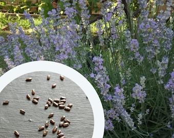 Sementes de lavanda 0,1 g. (aprox. 100 PCS) Lavandula Angustifolia Lavanda inglesa | Lavanda comum | Lavanda verdadeira | Lavanda de jardim