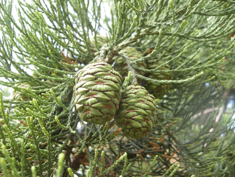 Mammoetboom 50 zaden Sequoiadendron giganteum Sierra redwood Wellingtonia biologische zaden afbeelding 4