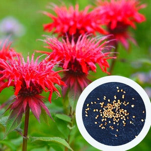 Monarda didyma seeds 0,05 g. (approx. 100 PCS) scarlet beebalm, scarlet monarda, bergamot | herb seeds | culinary plant seeds |organic seeds