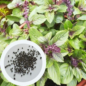 Basil Mexican Cinnamon seeds 0,5 g. (approx. 375 PCS) Ocimum basilicum non GMO seeds | herb seeds | culinary plant seeds | organic seeds