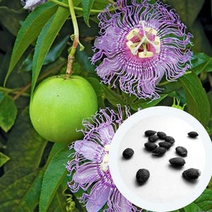 Passion Flower seeds (10 PCS) Passiflora Incarnata | Maypop | Purple True Passionflower |  passionfruit | Wild Apricot | Wild Passion Vine