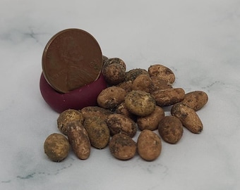 May include: A close-up shot features a U.S. penny resting on a small, dark red object, surrounded by several small, irregularly shaped, brown objects. The objects have a textured appearance, with some showing darker spots.