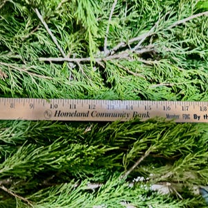 Fresh Eastern Red Cedar Branches/ Juniper. Thanksgiving/Christmas Mantel Decor/ Wedding Decor /Cedar Smudge Sticks