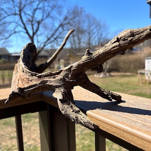 May include: A piece of driftwood with a natural, weathered appearance. The wood is a mix of light and dark browns, with a rough texture and several protruding branches. The driftwood is displayed on a wooden deck railing.