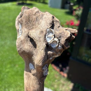 Dino Bone Driftwood with Sea Shells: Rustic Decor, Reptile Habitat