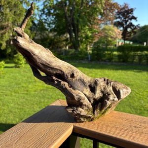 Natural Hardwood Driftwood (13x11): Rustic Aquarium & Terrarium Decor