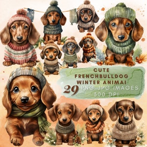 Set di 29 acquerello carino bassotto, inverno ClipArt, bassotto Clipart accoglienti disegni invernali, carino e divertente Clipart, pacchetto di animali PNG, cane