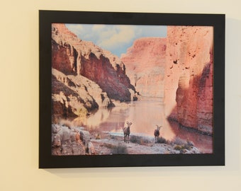 Impresión de lienzo enmarcado de 18x22: borrego cimarrón en el río Colorado, Gran Cañón, Arizona