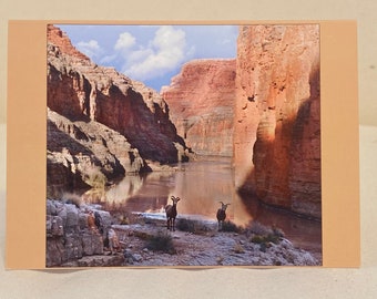 Tarjeta de felicitación fotográfica en blanco 4x6: Oveja cimarrón en el río Colorado, Gran Cañón