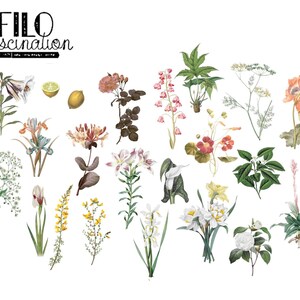 Adesivi Vintage Plants colorati 22 pezzi