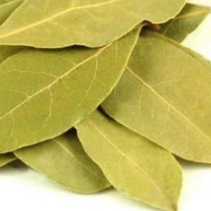 Planta de laurel / Planta Laurus nobilis