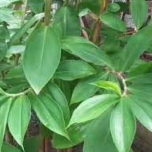 Insulin Plant (Costus igneus) Live Plant