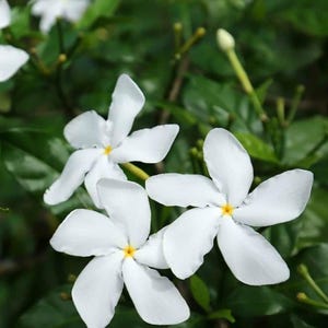 Jasmine - Nandyarvattai/ Nandhivardhanam/ Pinwheel Plant (3 Gal)