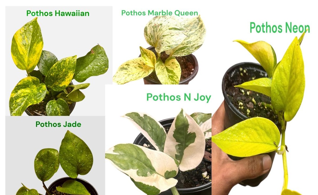 Rare Pothos Collection (5 Varieties) - Etsy