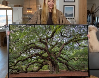 Live Oak Tree Canvas Print: Southern Botanical Wall Art