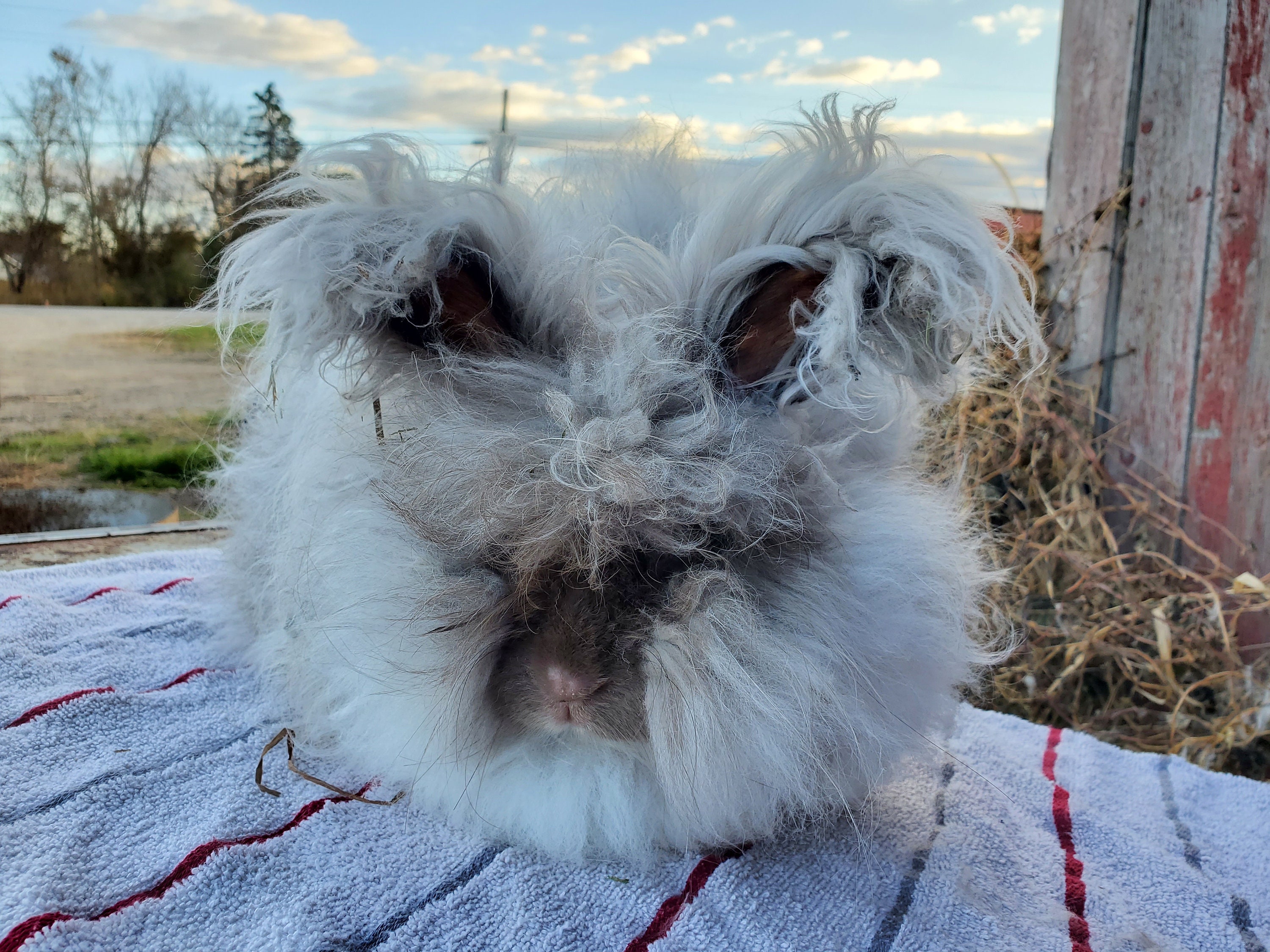 Sheared Raw English Angora Fiber Oz Bag Random Color