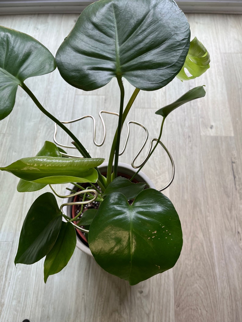 Handcrafted Monstera Leaf Plant Support Sturdy Indoor Plant. Perfect for indoor houseplants such as your Monstera Copper, Gold, Black image 5