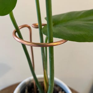 May include: A copper plant support ring encircles green plant stems and a large leaf. The support is placed in a white ceramic pot. The plant is indoors, with a neutral background.