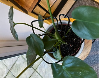 Black Monstera Leaf Plant Support - Sturdy Indoor Plant. Perfect for indoor houseplants