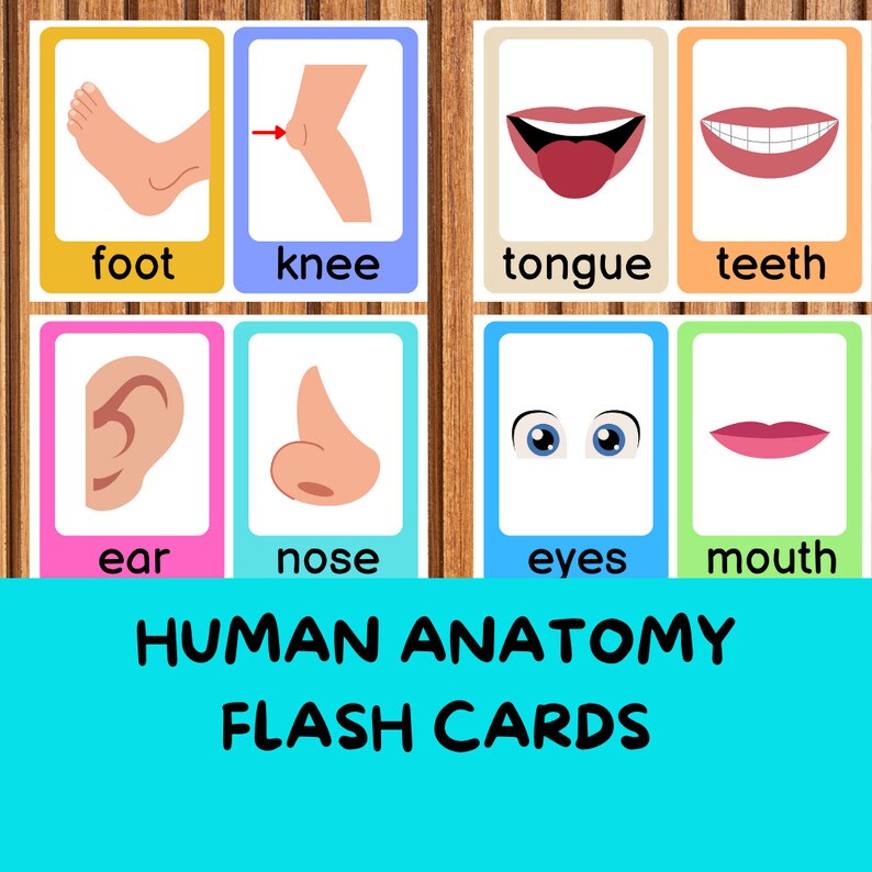 Human Anatomy Flash Cards, Homeschool Resources, Preschool Curriculum