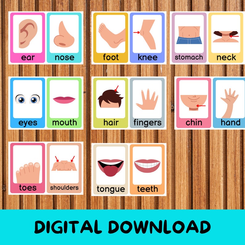 Human Anatomy Flash Cards, Homeschool Resources, Preschool Curriculum