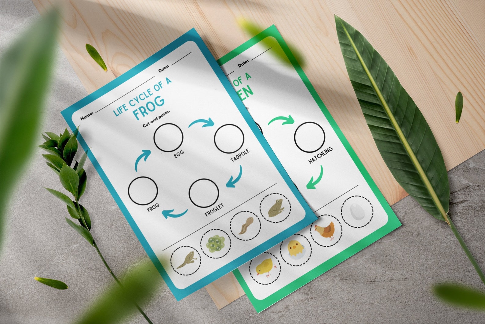 Montessori Life Cycle Cut Out Activities, Frog Life Cycle, Plant Life ...
