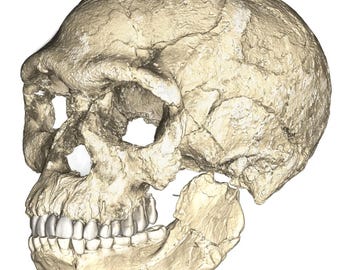 Jebel Irhoud Homo Sapiens Skull