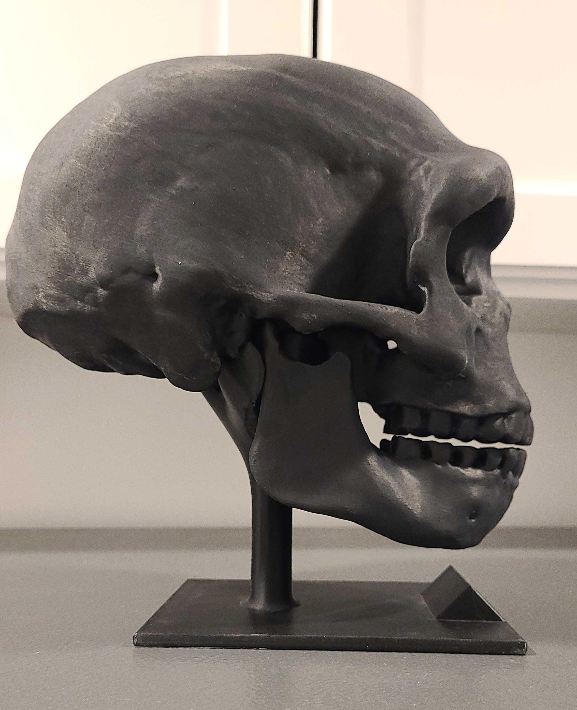 Denisovan Dragon Man Complete Skull Reconstruction - Etsy