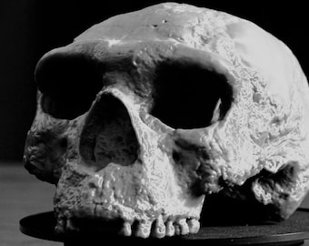 Yunxian 2 Chinese Homo Erectus Skull