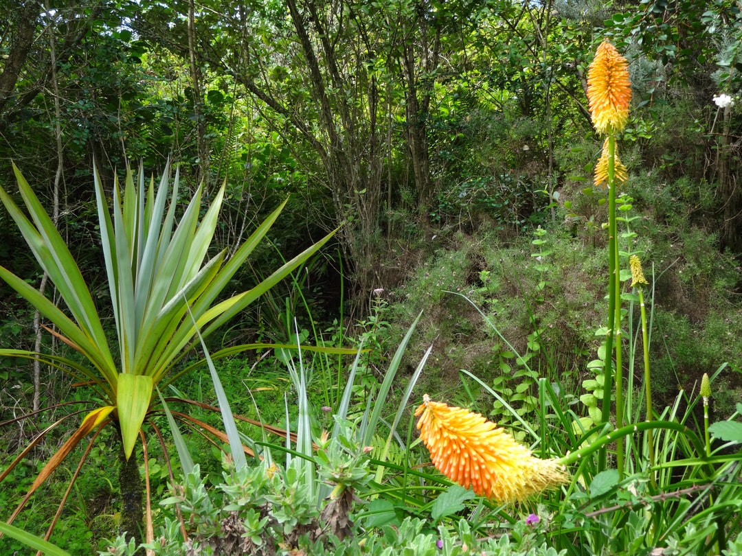 Garden of Eden23 4896x3672pix 350dpi Digital Download - Etsy Garden of Eden23 4896x3672pix 350dpi Digital Download - Etsy