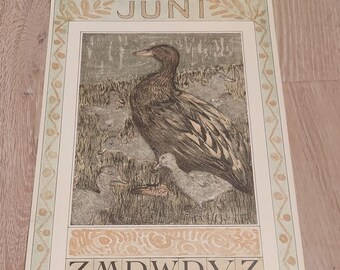 Prent, Lithografie, originele pagina van kalender ‘Ducks – eenden’ 1909 van Theo van Hoytema, beroemde Nederlandse kunstenaar. Maand: juni, 21 x 47 cm