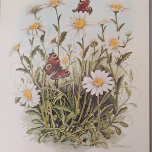 Carte postale du célèbre illustrateur suédois Björn Gidstam « ox-Eye Daisies », non utilisée