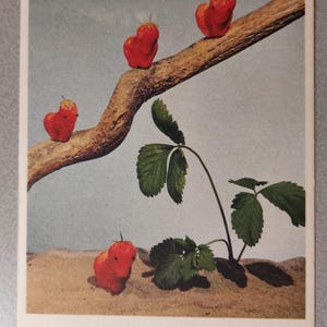 Postkarte Henry Rox, USA, sehr selten. 'Erdbeeren' (gedruckt von Rykom Brothers Amsterdam)