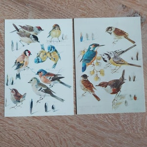Juego de 2 cartas de Mildred Eldridge: Garden Birds y Waterside Birds