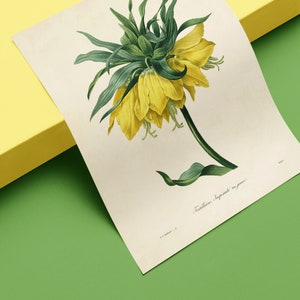 Botanical poster Pierre Joseph Redouté, The Yellow Lily
