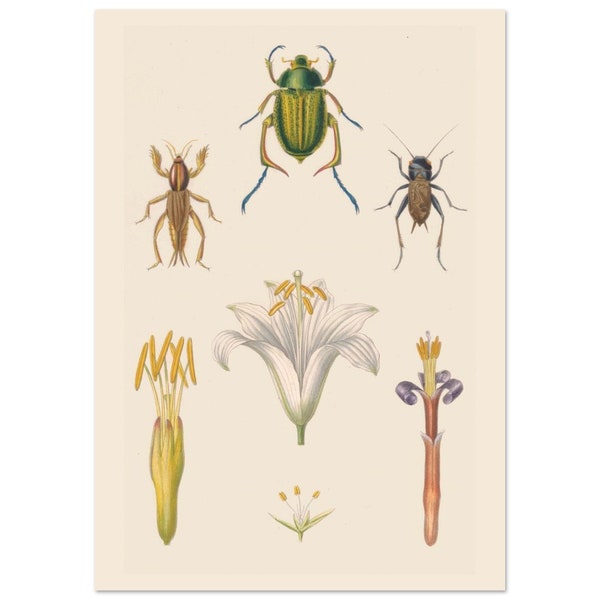Illustration botanique Les insectes et étamines Aristide Dupuis, Jean Baptiste Barral  vintage. Décoration murale pour cuisine