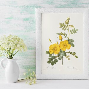 Botanical poster Pierre Joseph Redouté, Roses, Rosa Eglanteria