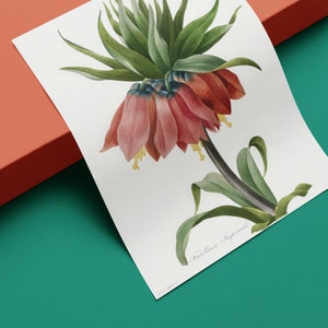 Botanical poster Pierre Joseph Redouté, The Royal Crown Lily. Reproduction of old flower board