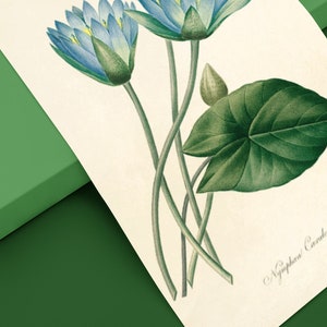 Botanical poster Pierre Joseph Redouté, The Blue Lily. Reproduction of old flower board