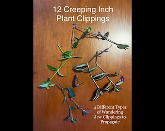 12 Creeping Inch Plant Wandering Jew Clippings for Propagating